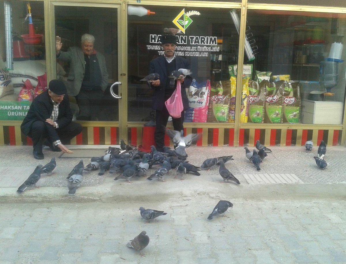 Bekçinin Güvercin Aşkı