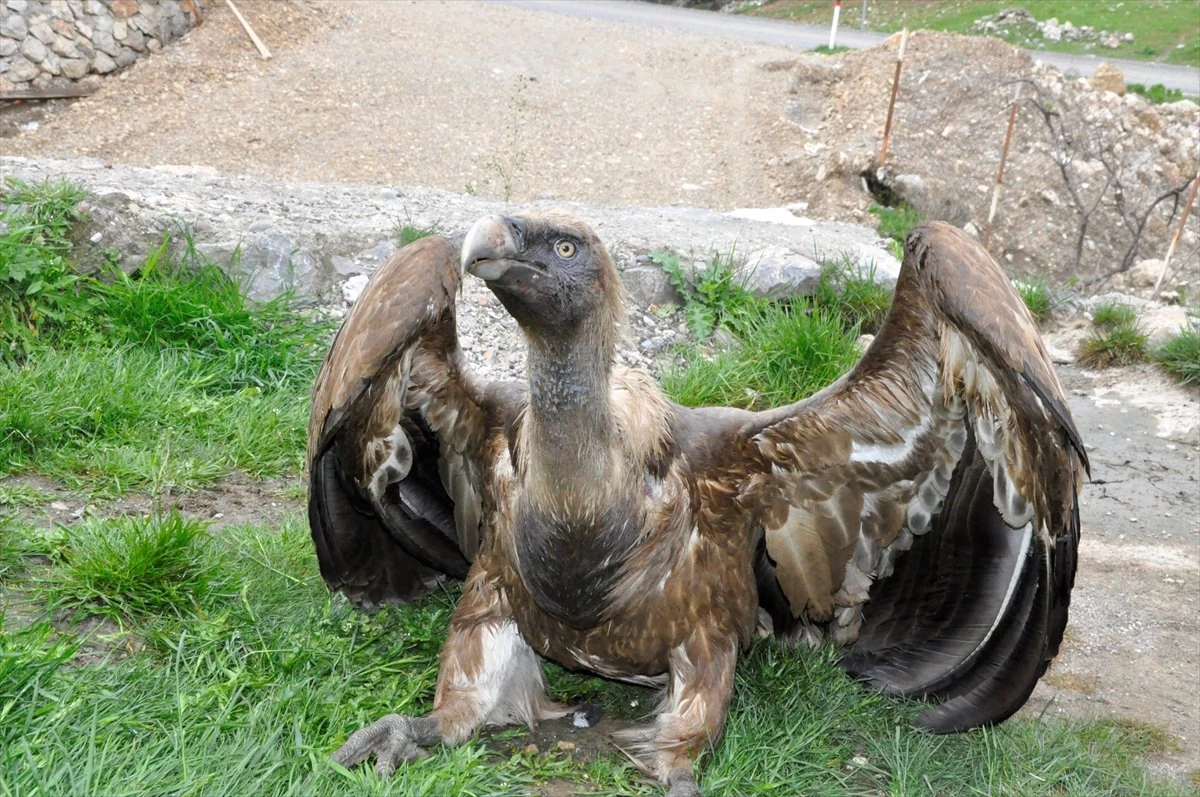 Bitkin Halde Bulunan Akbaba Tedavi Altına Alındı