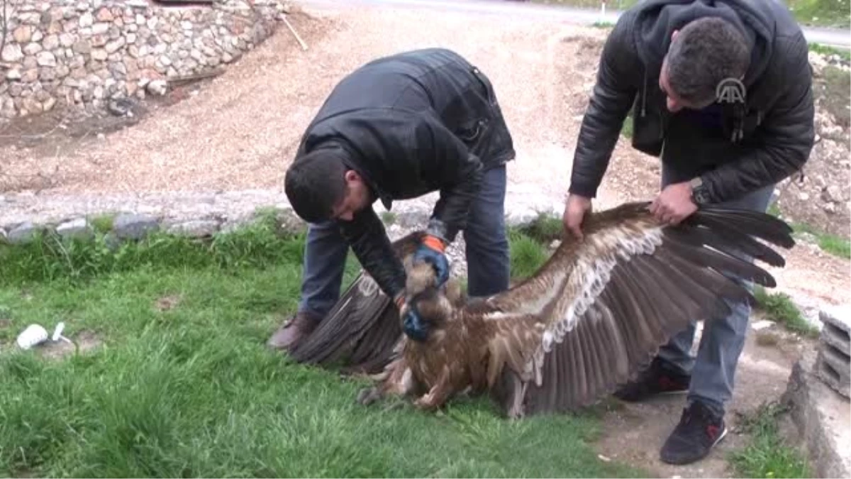 Bitkin Halde Bulunan Akbaba Tedavi Altına Alındı