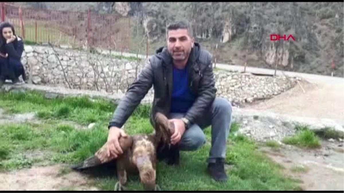 Hakkari Çukurca\'da Yaralı Halde Bulunan Kızıl Akbaba Tedaviye Alındı