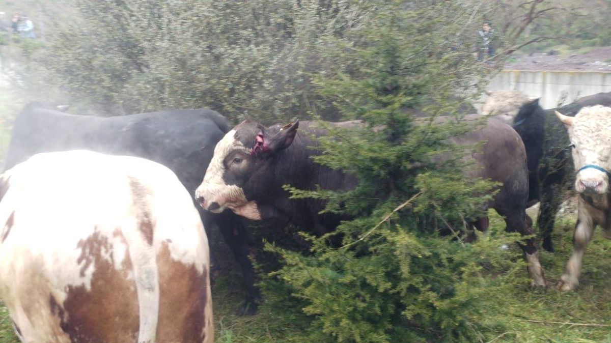 Kocaeli Tem Otoyolunda 2 Tır Devrildi