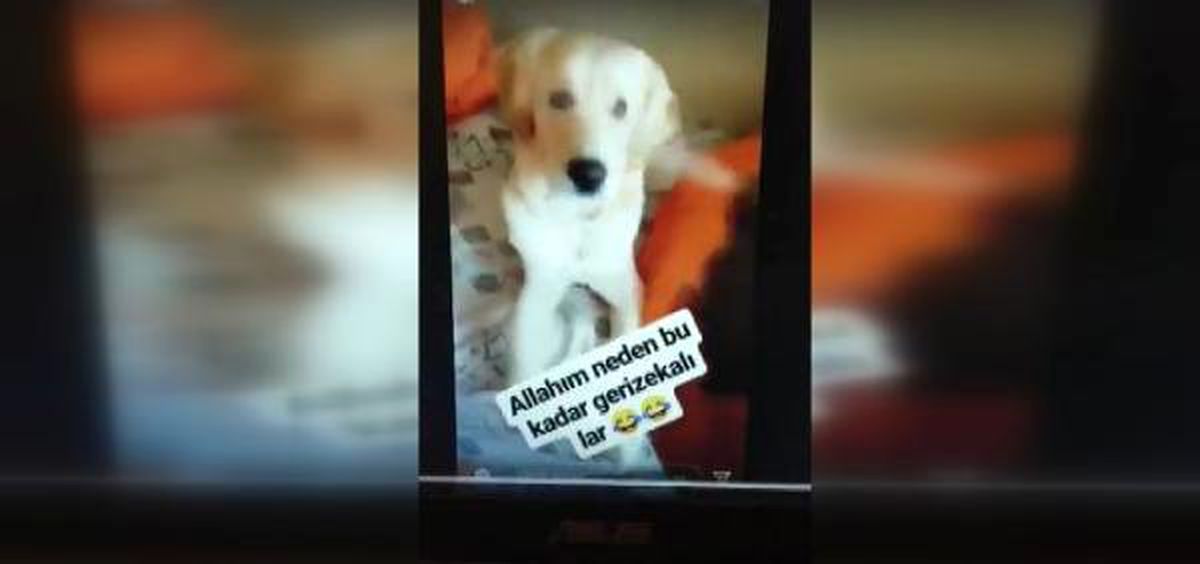 Köpeğine Deodorant Sıkıp, Görüntü Paylaşan Üniversiteli Gence Tepki
