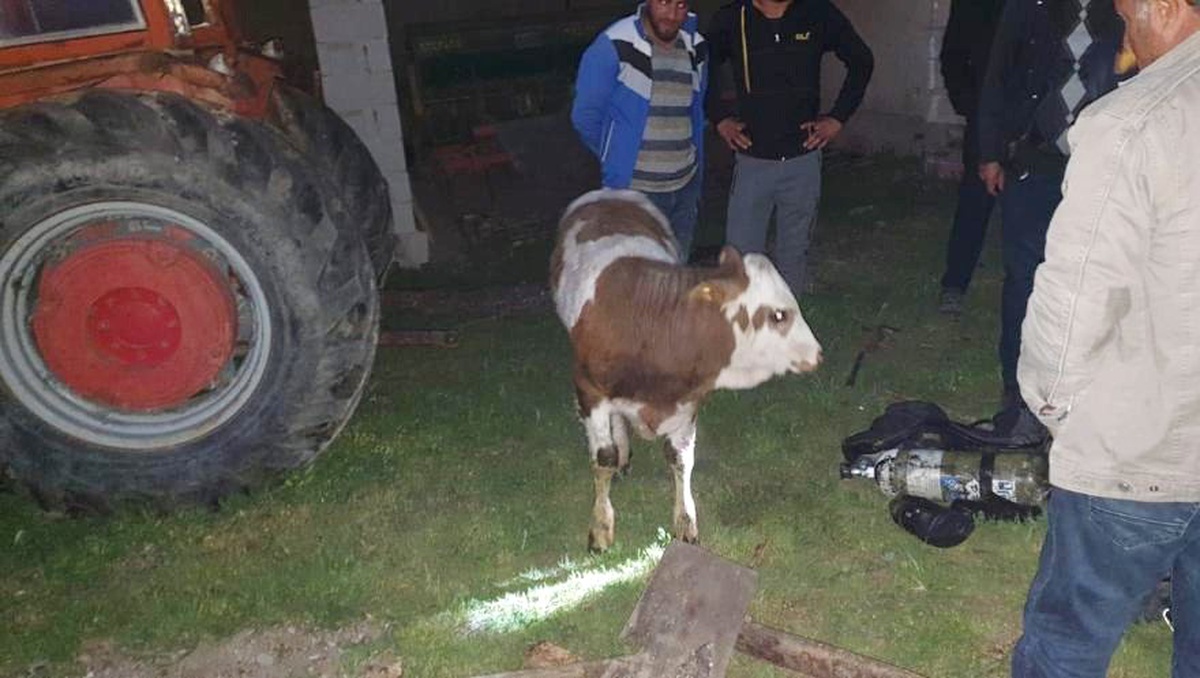 Kuyuya Düşen Buzağıyı İtfaiye Kurtardı