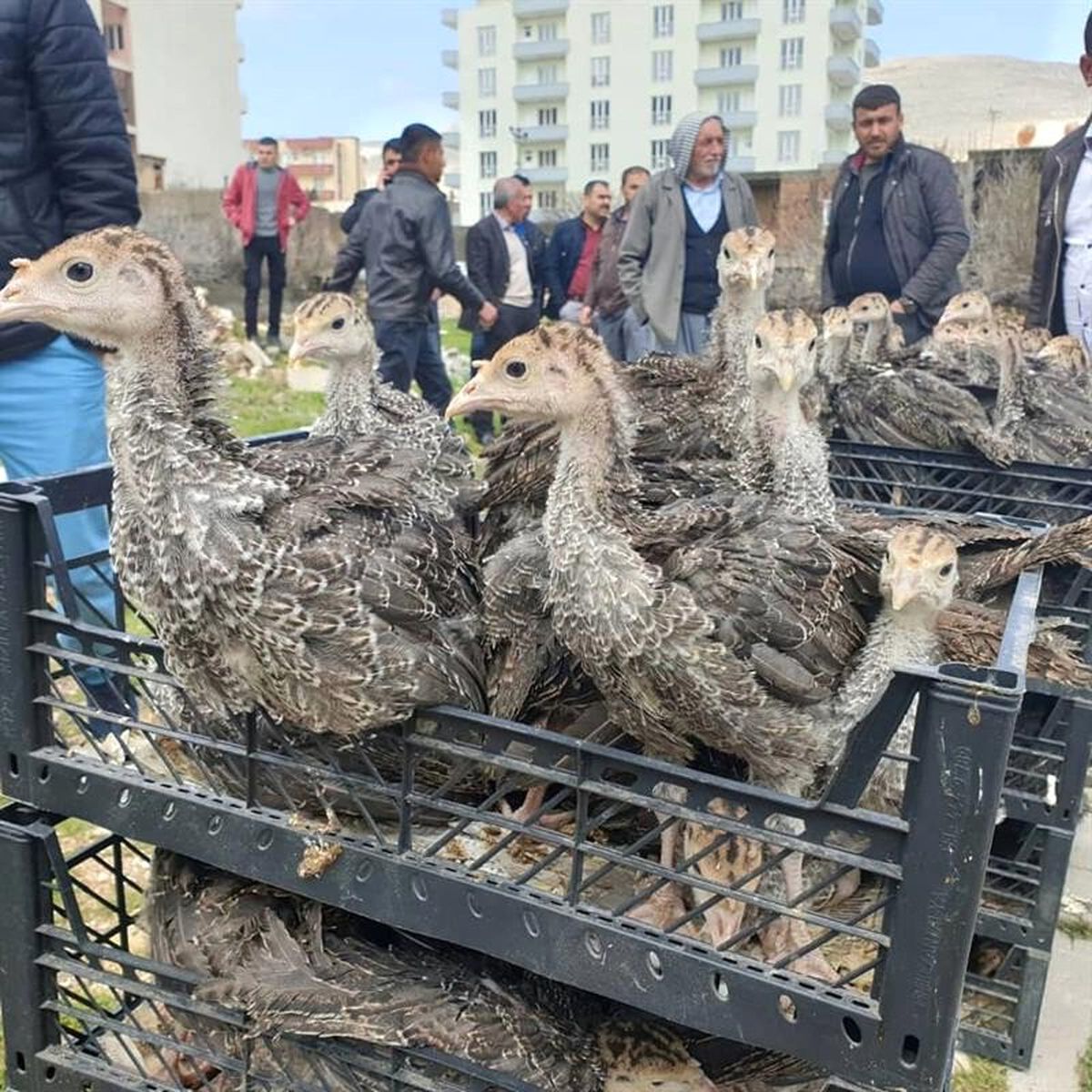 Mardin\'de Çiftçilere 12 Bin 500 Adet Hindi Palazı Dağıtıldı