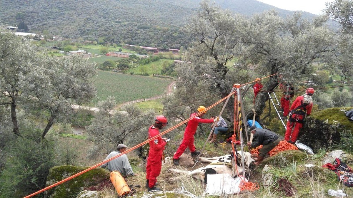 Ormanlık Alanda Mahsur Kalan İneği Kuşadası Akut Ekibi Kurtardı