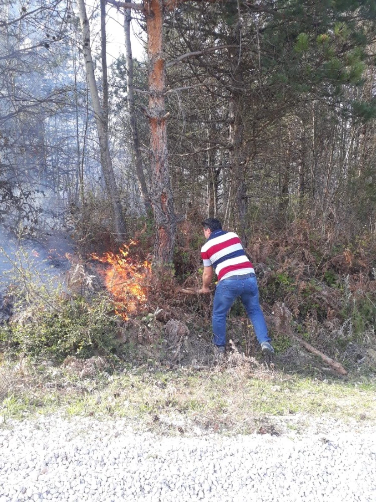 Sinop\'ta Orman Yangını