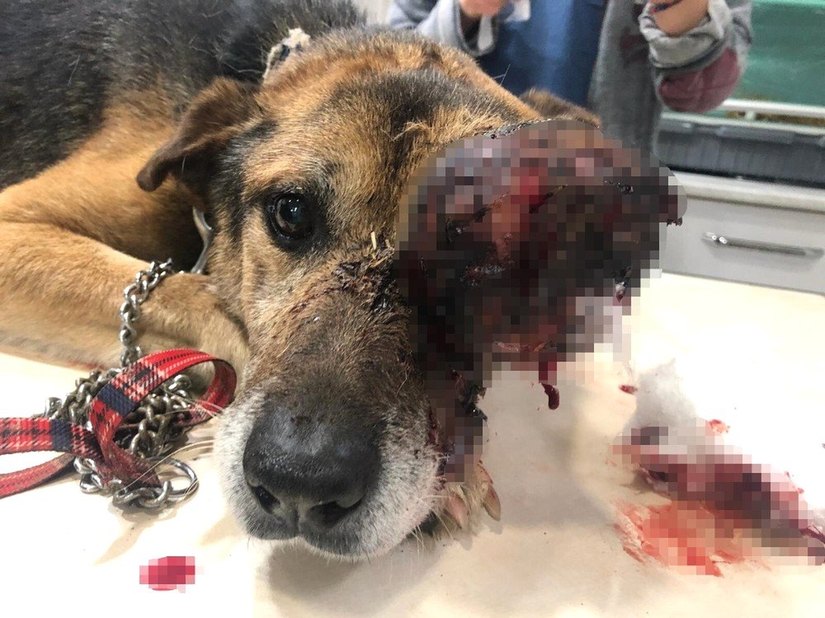 Yaralı Köpek, Tedavi İçin 900 Kilometre Yol Gitti