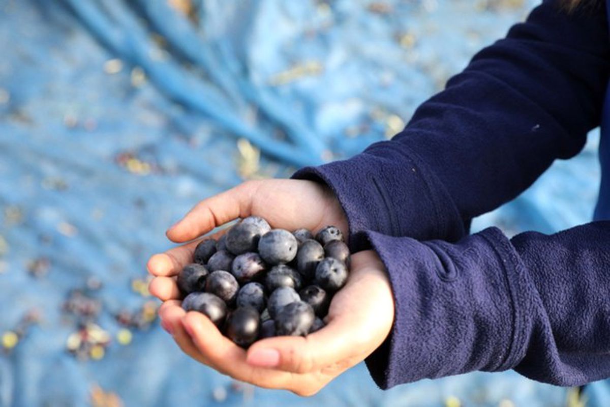 Zeytin üreticileri yeni sezondan umutlu