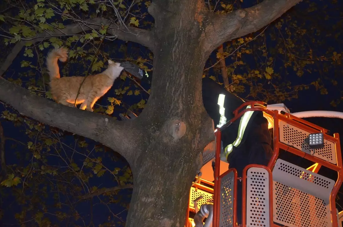 Ağaçta Mahsur Kalan Kedi İtfaiye Ekiplerince Kurtarıldı