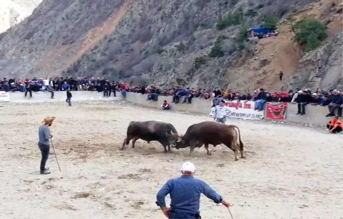 Boğa Güreşlerinde Heyecandan Kalbi Durdu