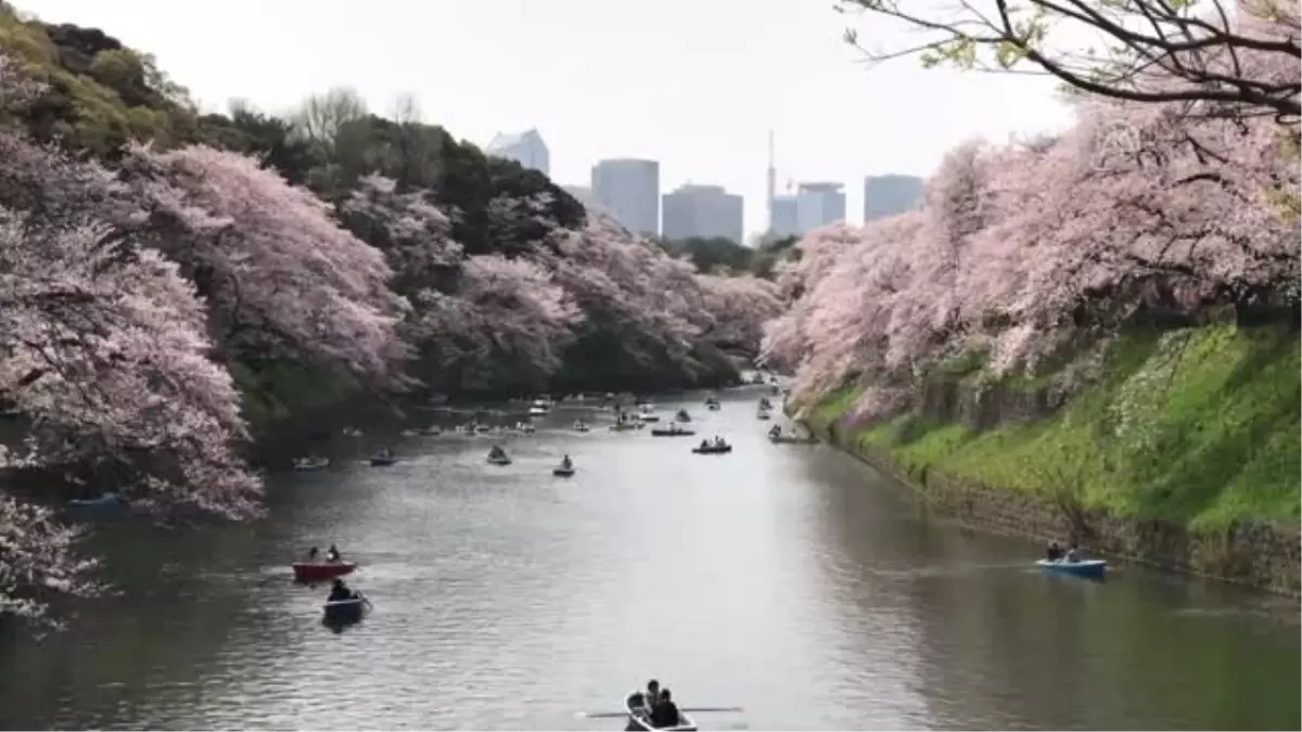 Japonya\'da "Kiraz Çiçeği" Zamanı