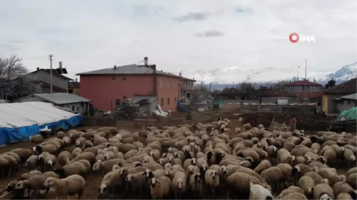 Koyun ve Kuzuların Buluşması Havadan Görüntülendi