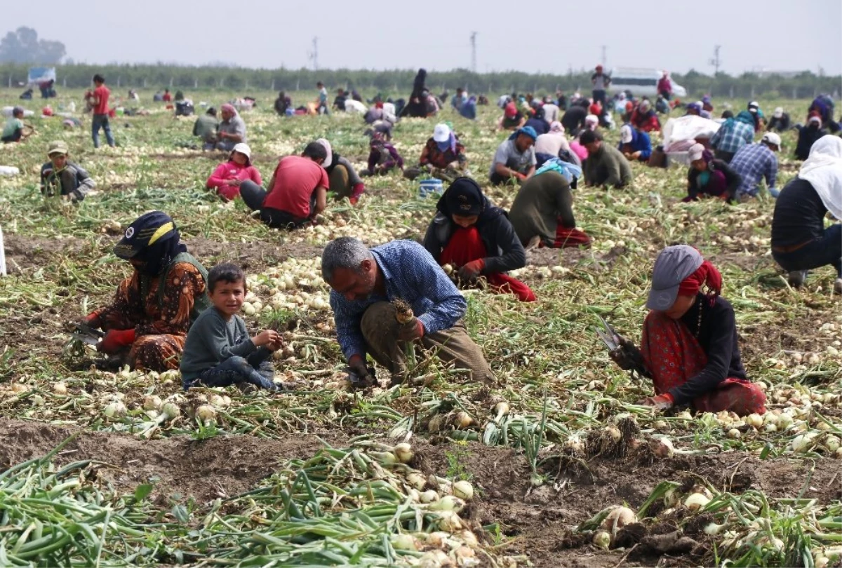 Adana\'da Turfanda Soğan Hasadı Başladı, Fiyatlar Yarı Yarıya Düşecek