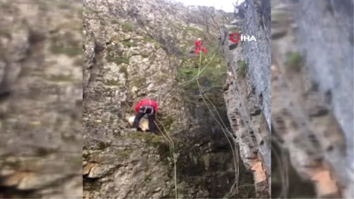 50 Metre Yükseklikte Mahsur Kalan Keçi Kurtarıldı