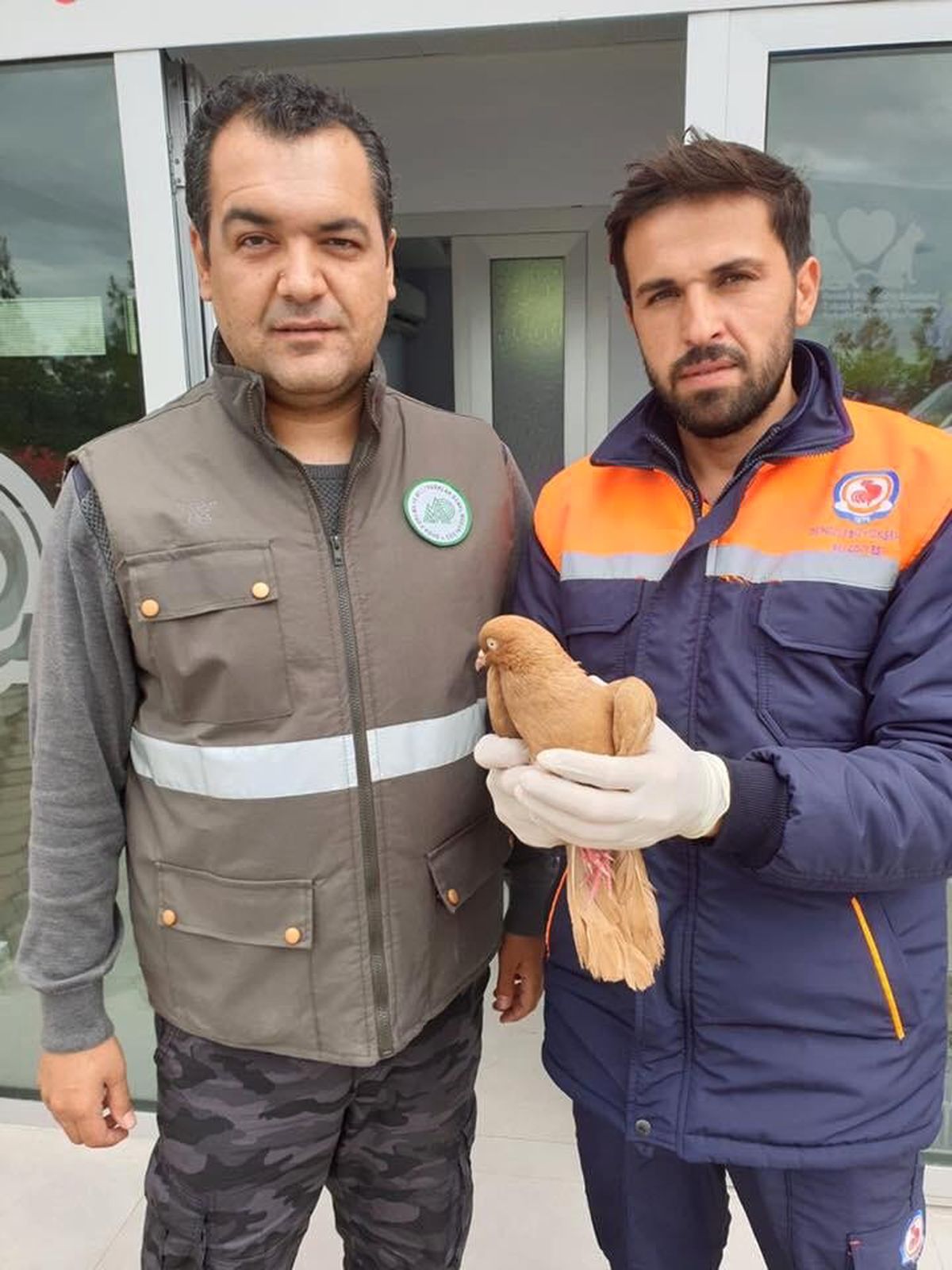 Ağaçta Mahsur Kalan Yaralı Güvercini İtfaiye Kurtardı
