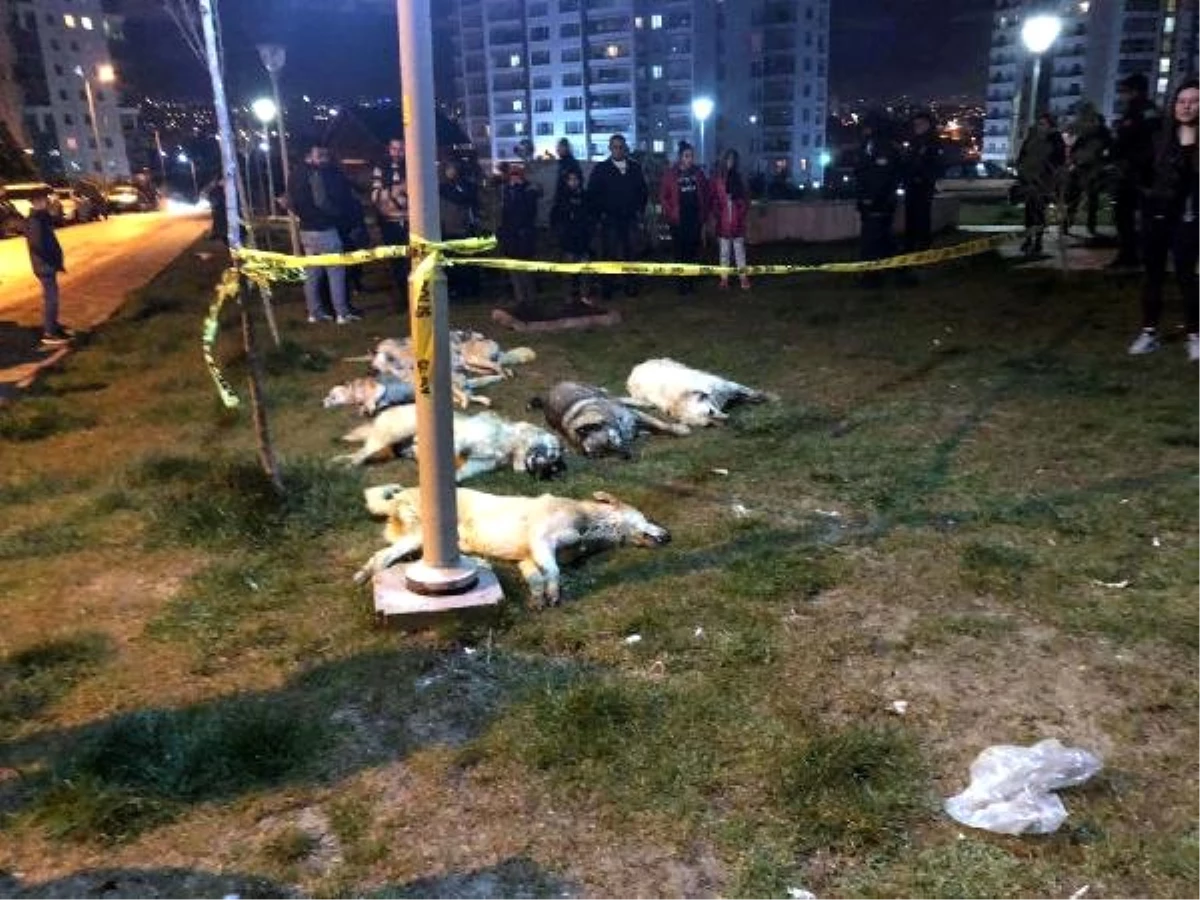 Ankara\'da 13 Köpek Zehirlenerek Öldürüldü