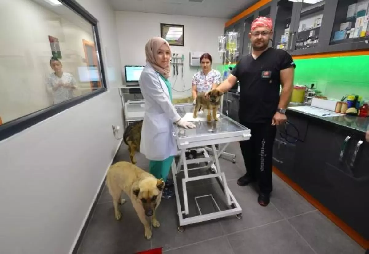 Ankara\'da Telef Olan Köpek Sayısı 16\'ya Çıktı, Beyaz Renkli Otomobil Aranıyor