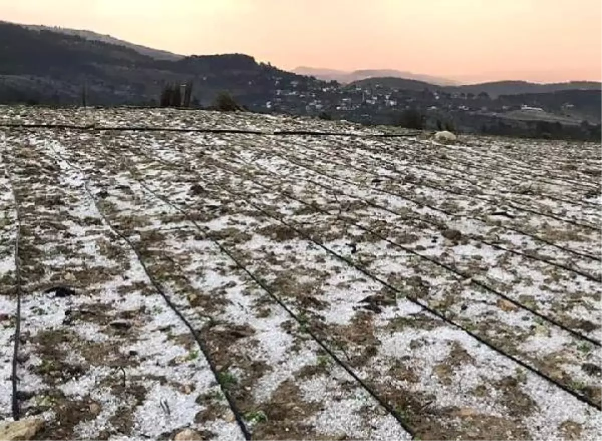 Erdemli\'de Dolunun Zararı 2,5 Milyon Tl