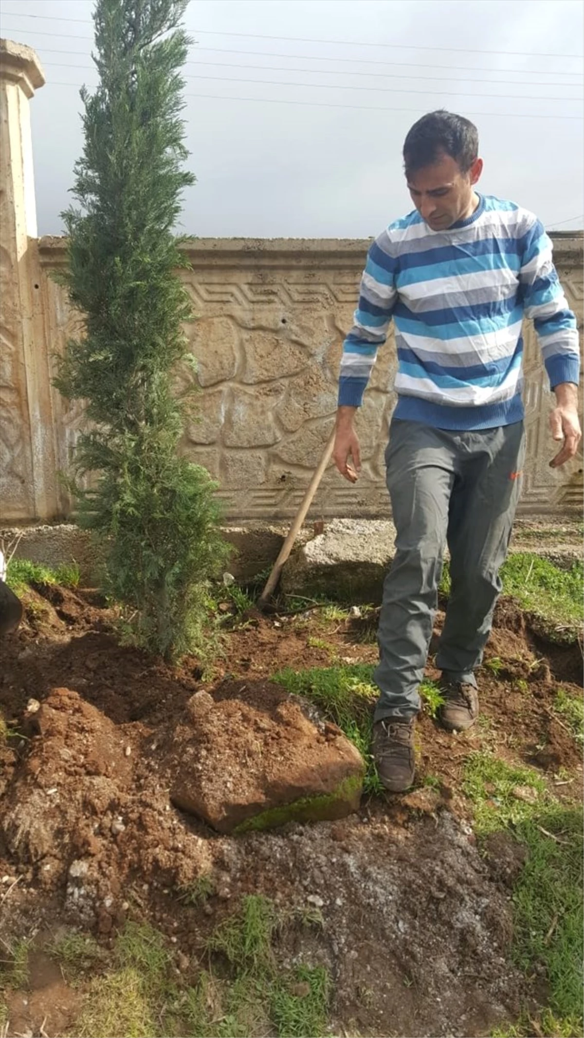 Köy Okulunun Bahçesine Çam Ağacı ve Fidan Dikildi