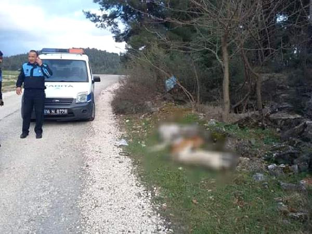 Sokak Köpekleri, Piknik Alanında Zehirlenerek Öldürüldü