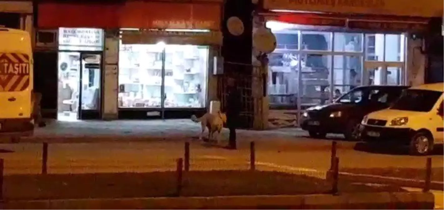 Sokak Köpeklerini Besliyor