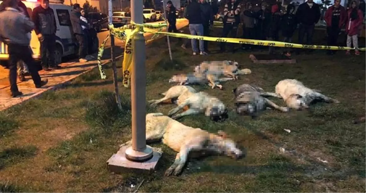 Ankara\'da 16 Köpeğin Zehirlenmesi Olayında Caniler Serbest Bırakıldı