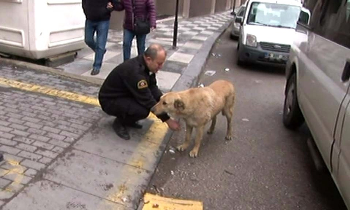 Batıkent\'te 16 Köpeği Katleden Zanlılar Adliyede
