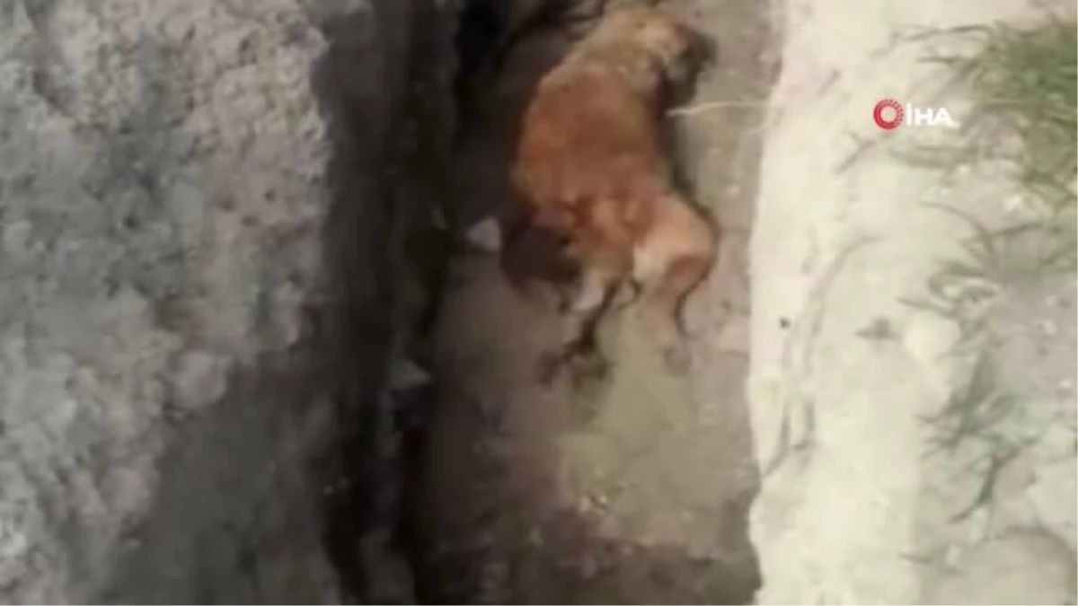 Gömülü Olarak Bulunan 15 Köpek ve 1 Kedi İçin Belediyeye İdari Cezası