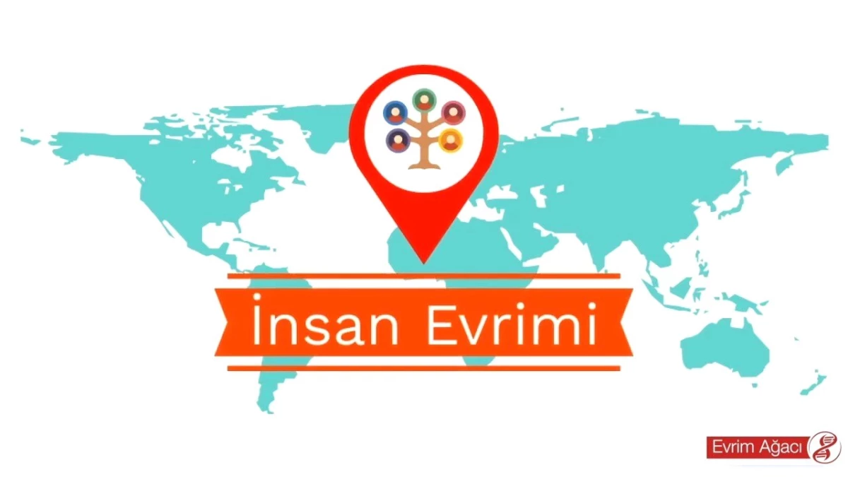 İnsan Evriminin Kısa Tarihi