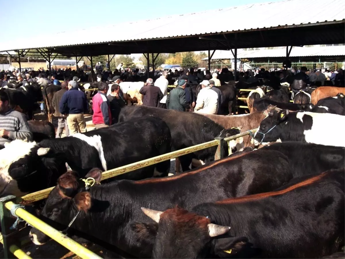 Isparta Canlı Hayvan Pazarı Şap Tehdidiyle Kapatıldı