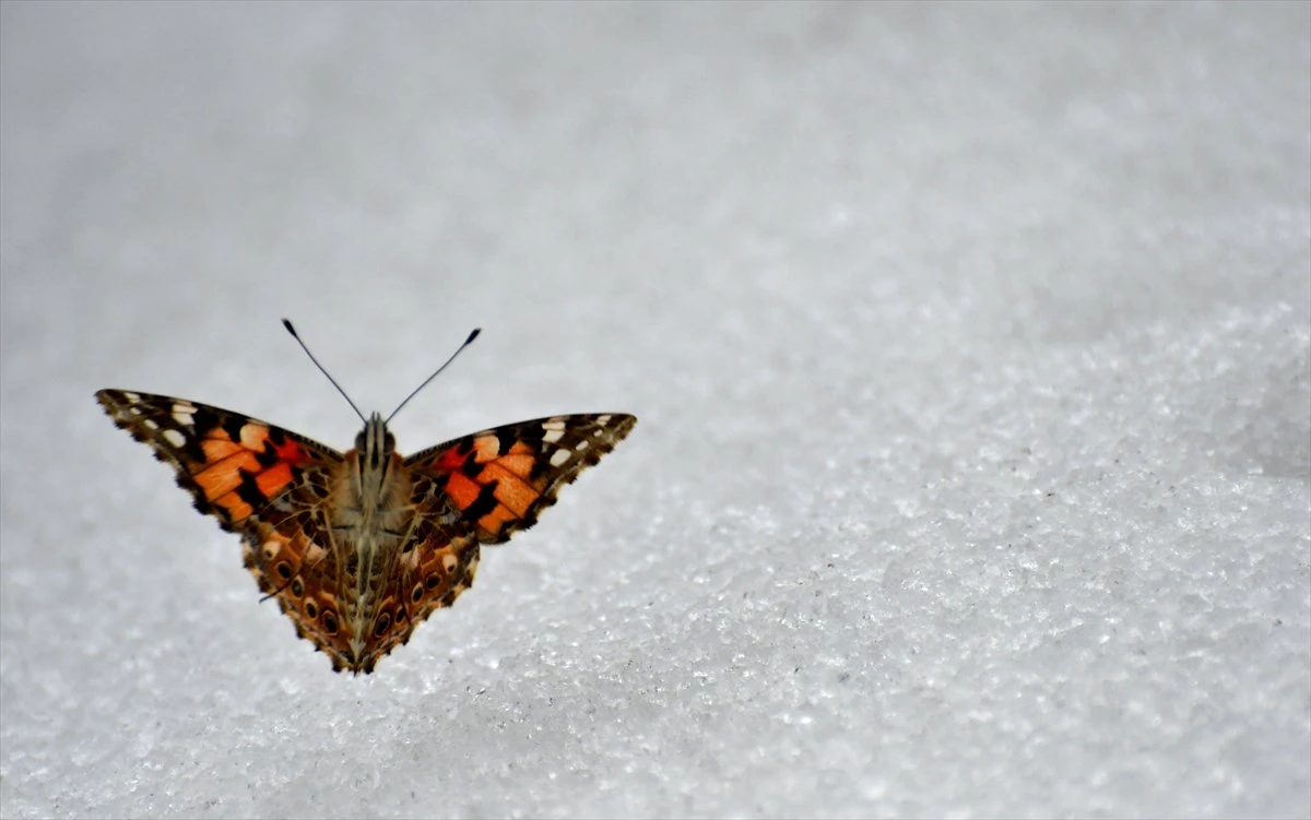 Kar Üzerinde Görülen Kelebekler Şaşkınlık Yarattı
