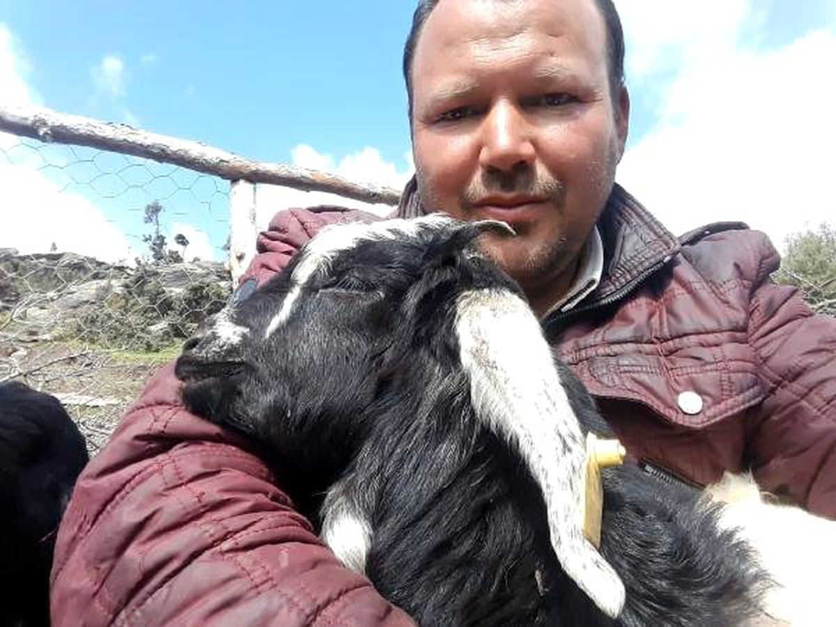 Kurtlar, Keçi Sürüsüne Saldırdı