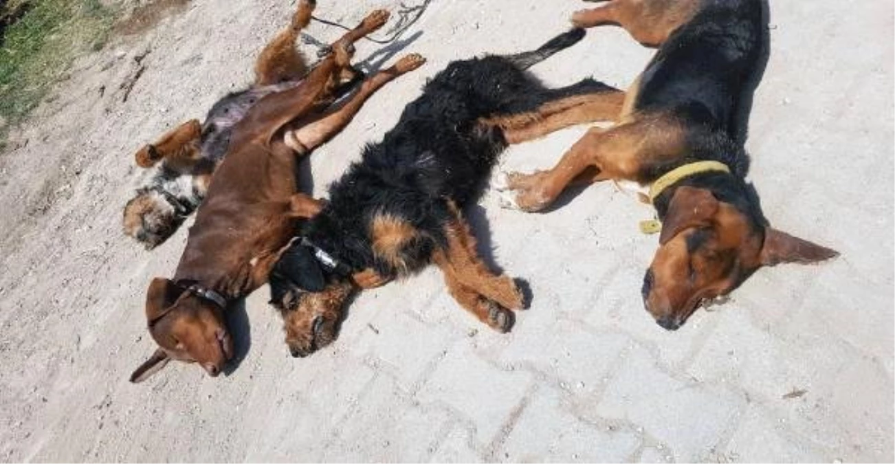 Kütahya\'da Zehirlenen 10 Köpek Öldü