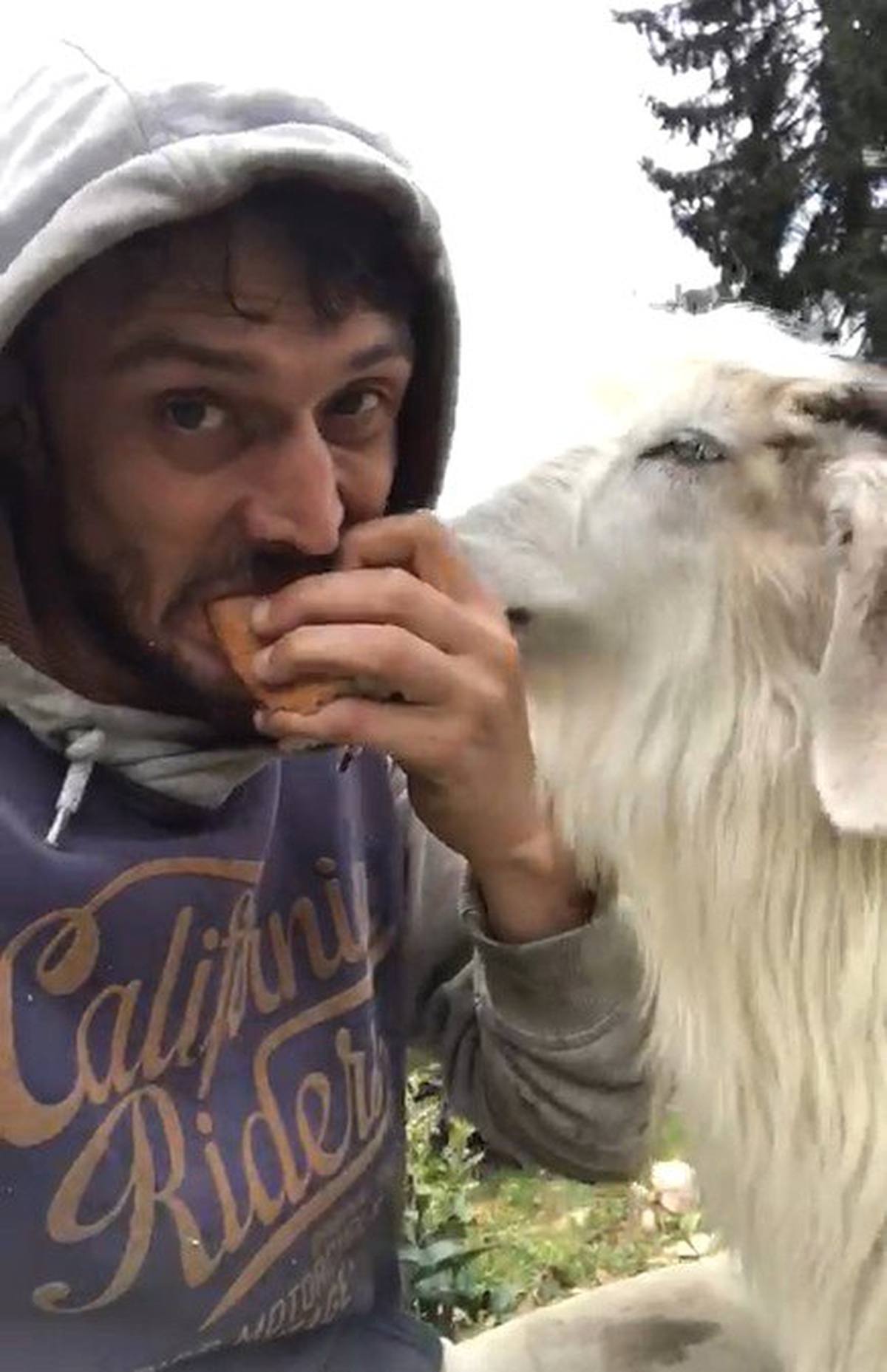 Rizeli Gencin Keçi ile Ekmek Kavgası Sosyal Medyada İlgi Çekti