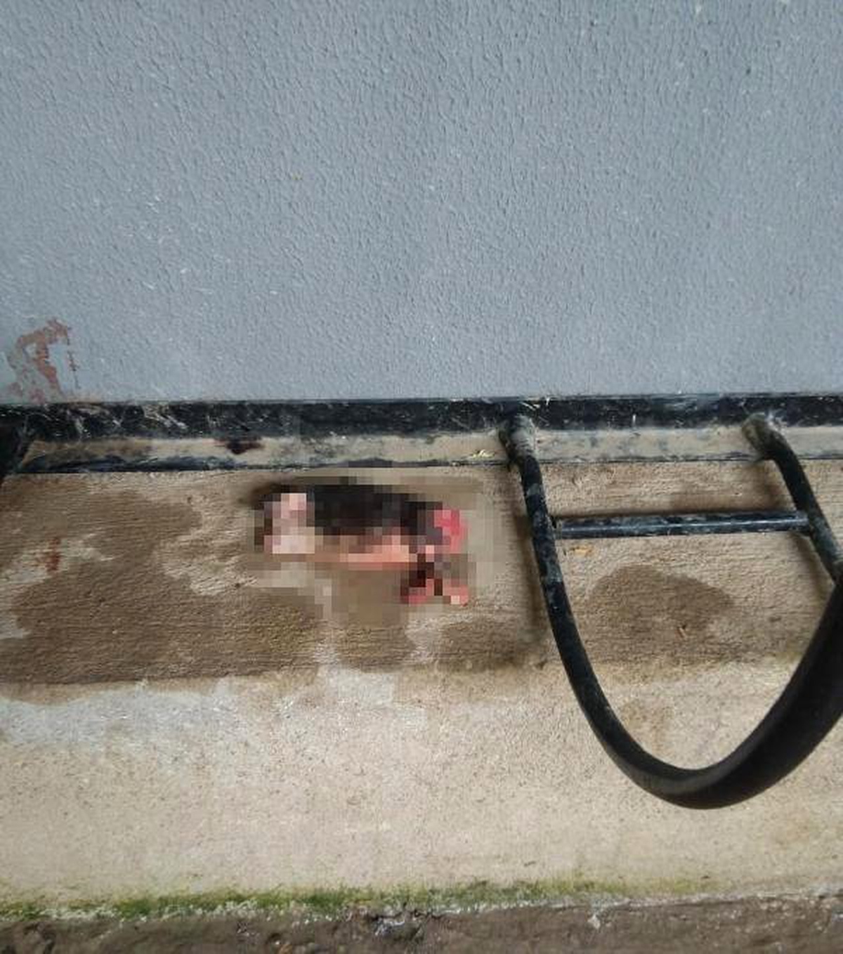 5 Günlük Kedileri, Başlarını ve Patilerini Keserek Öldürdüler