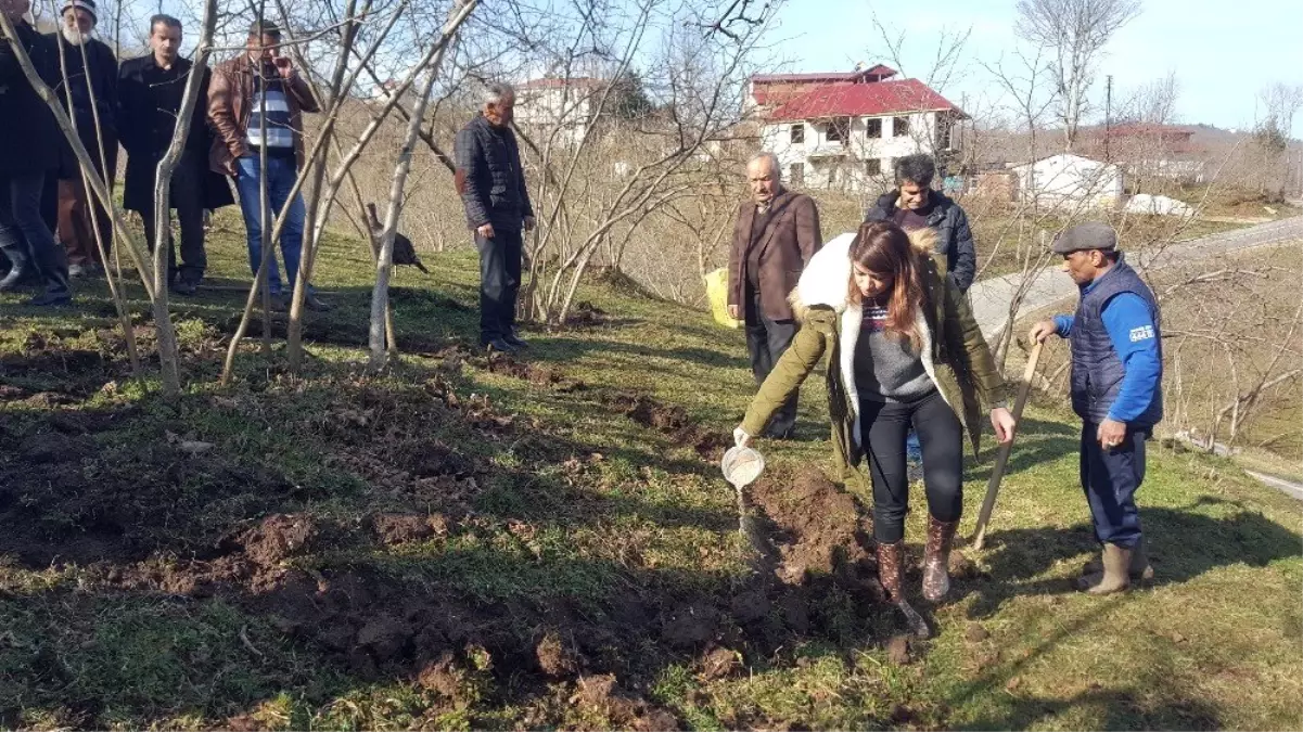 Kabadüz\'de Fındıkta Verim ve Kalite Eğitimlerle Artacak