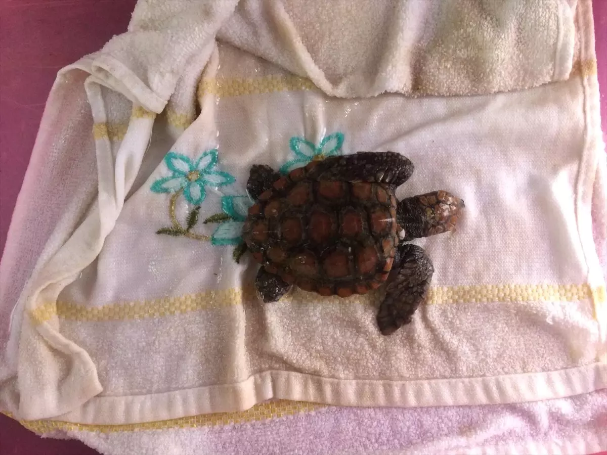 Muğla\'da Yavru Caretta Caretta Kurtarılamadı