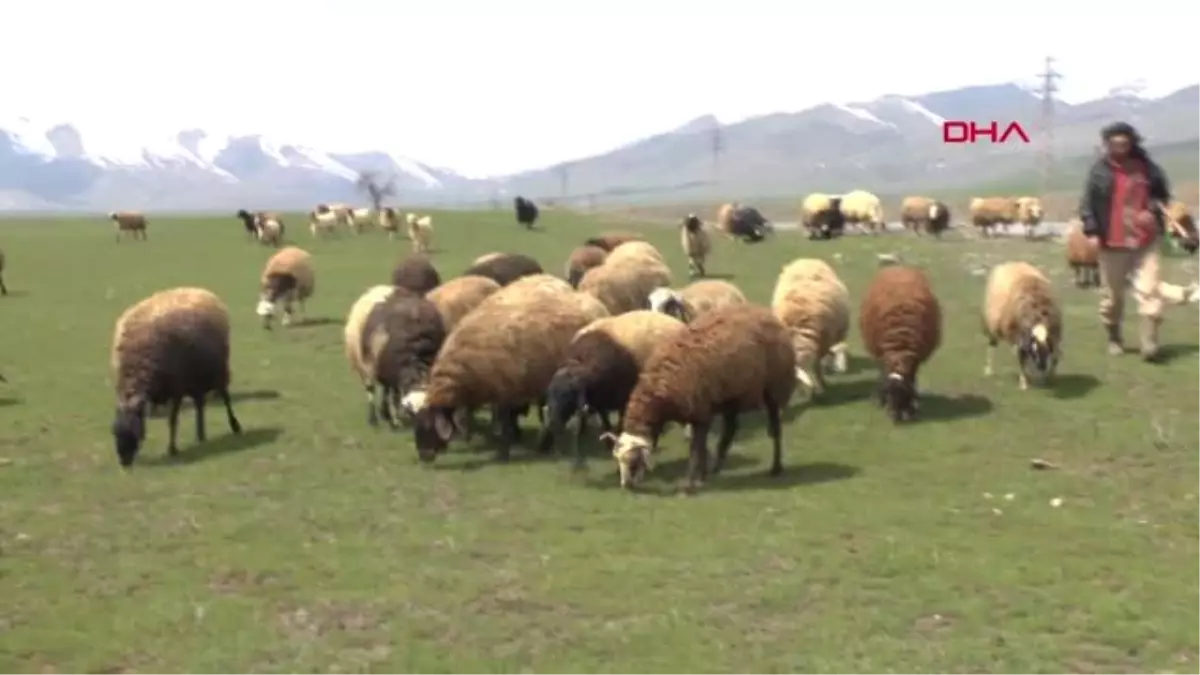 Muş Kar Hapsinden Kurtulan Çobanın Türkülü Sevinci