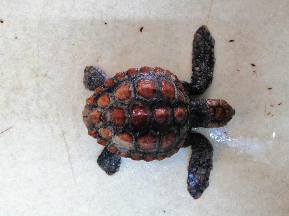Naylon Poşet Yutan Yavru Caretta Caretta Kurtarılamadı