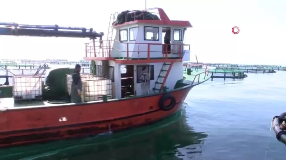 Ordulu Balıkçılar: "15 Nisan\'dan Sonra Tezgahlardaki Bolluk Devam Edecek"- Denizlerdeki Avlanma...