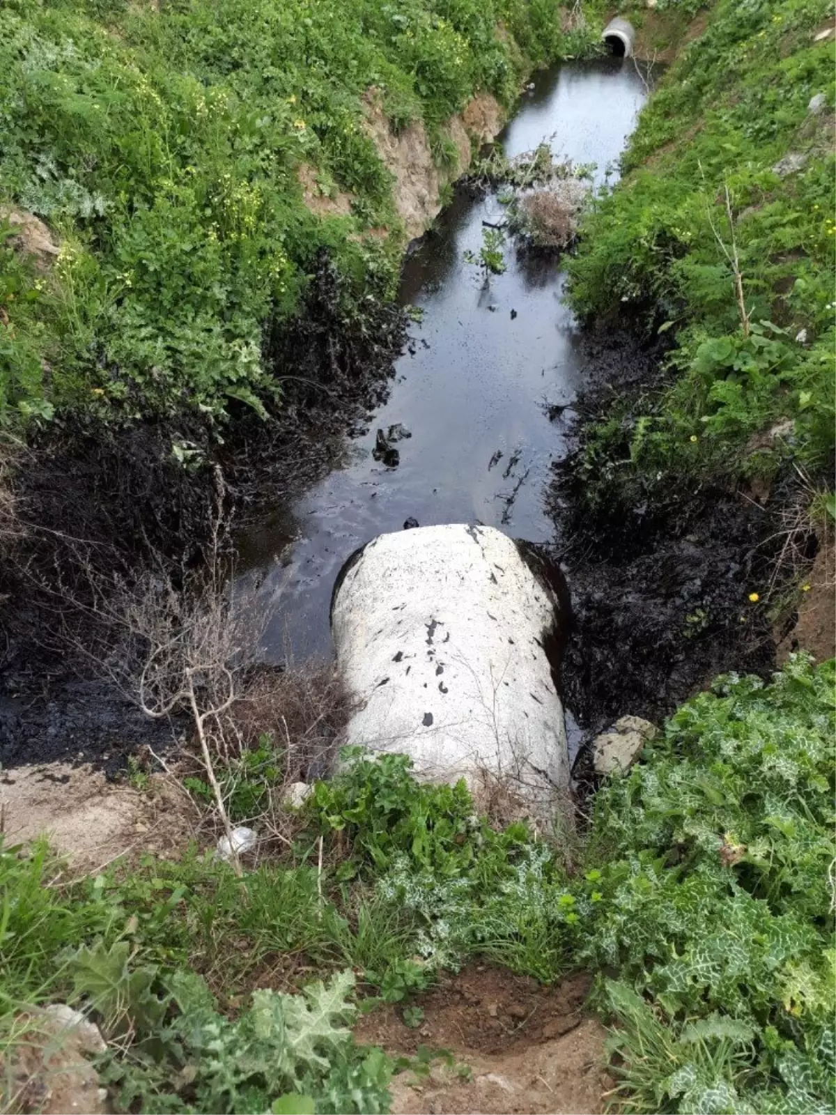 Tekirdağ\'da Dereye Kimyasal Atık Döküldüğü İddiası