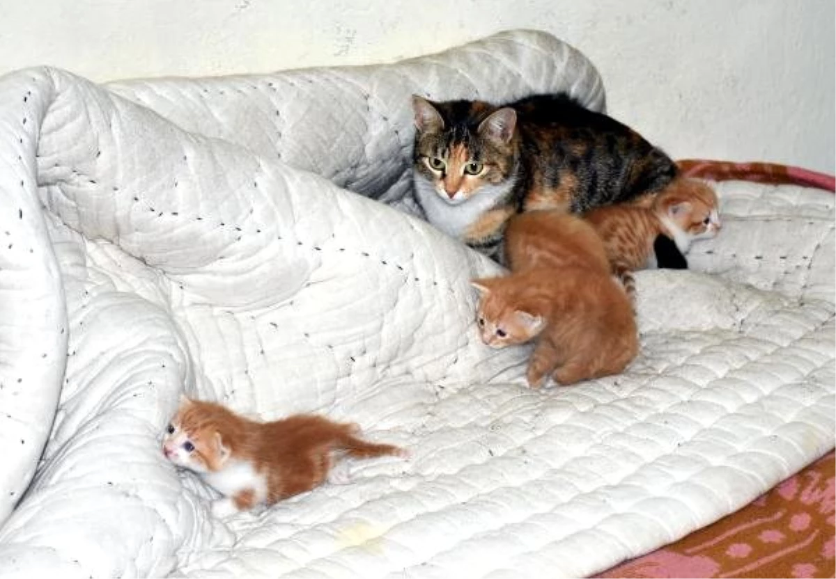 Yuvası Kaldırılan Kedi ile Yavrularına Dükkanında Bakıyor