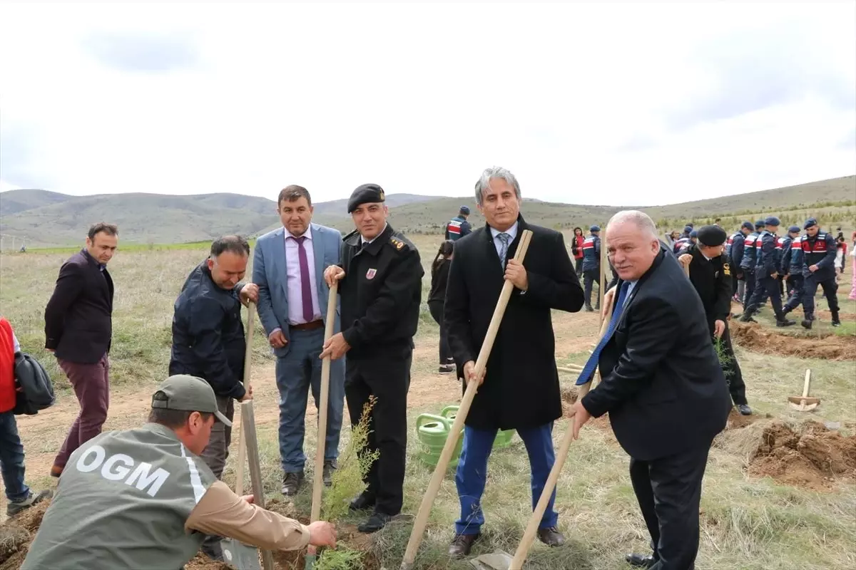 Jandarmadan Seyfe Gölü Kuş Cenneti Kıyısına 2 Bin 500 Fidan