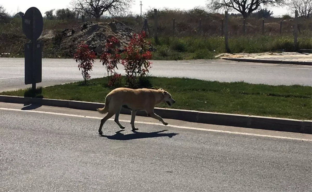 Kanserli Karaburun Sağlığına Kavuştu