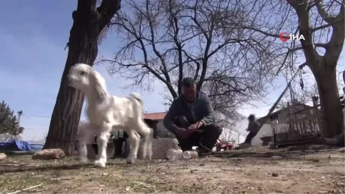 Oğlaklarına Bebekler Gibi Bakıyor