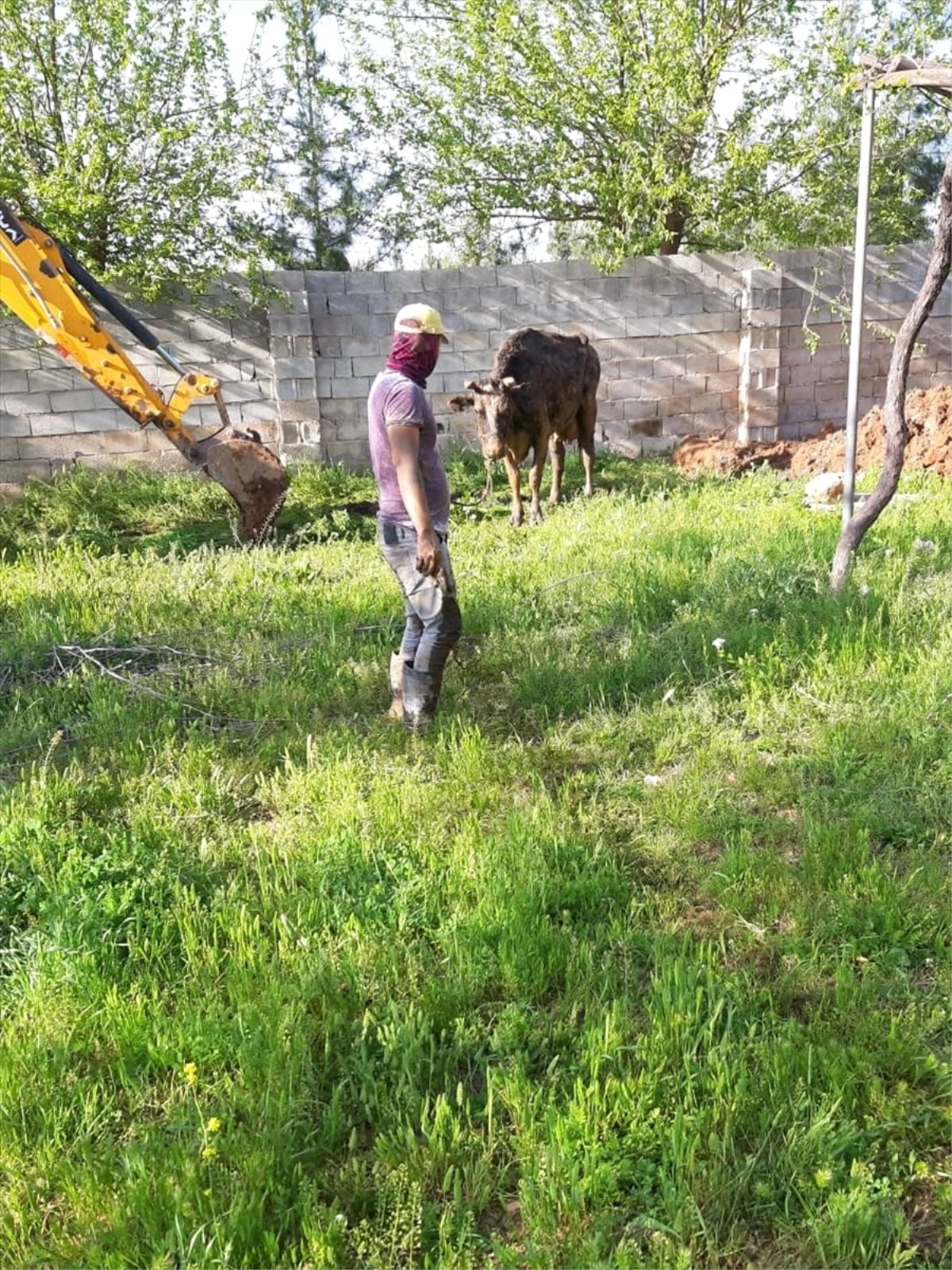 Şanlıurfa\'da Foseptik Çukuruna Düşen İnek Kurtarıldı