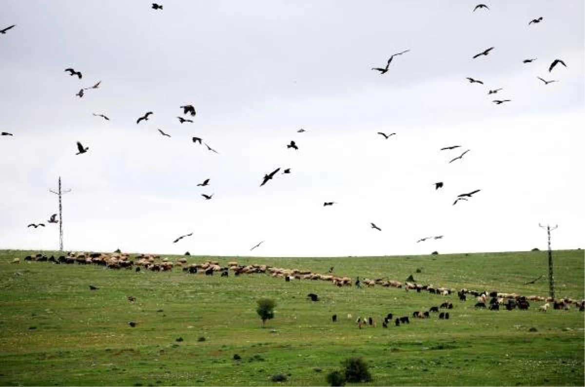 Afrika\'dan Gelen Şahinler, Yuvalanmak İçin Dağılıyor