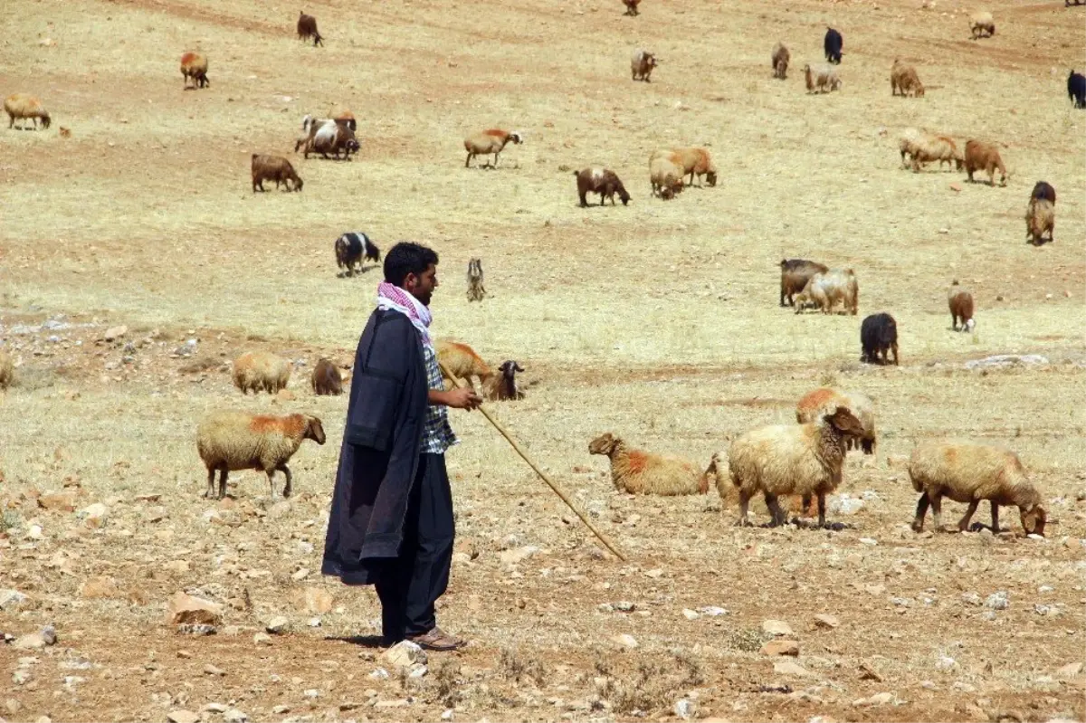 Bayburt\'ta Küçükbaş ve Büyükbaş Hayvan Yetiştiricileri Meralara Çıkmaya Hazırlanıyor