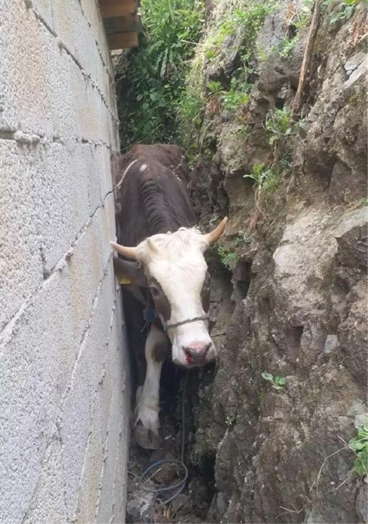 Boşluğa Düşerek Sıkışan İneği İtfaiye Kurtardı