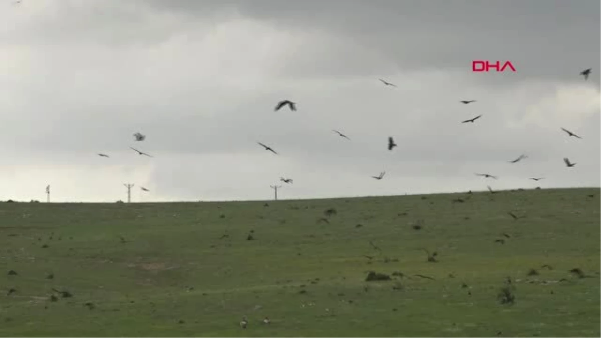 Diyarbakır Afrika\'dan Gelen Şahinler, Yuvalanmak İçin Dağılıyor